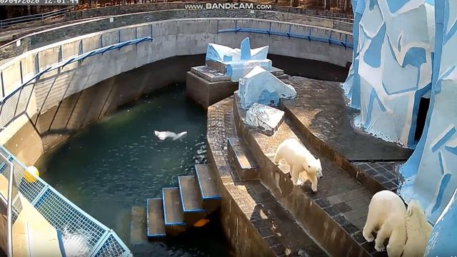 Поплавок(подарок из Японии Ростику) так и манит медвежат 20.04.2020 смотреть онлайн