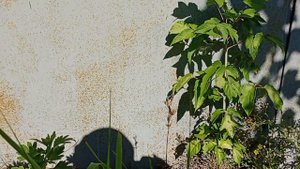 какаю возле озера ИК (икаю!) и рассказываю про местную живность и планы на остаток лета.