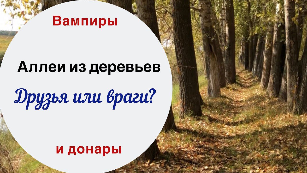 Деревья-доноры и деревья-вампиры