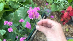 Harvesting Cut Flowers From Annuals Already In The Garden | Urban Gardening