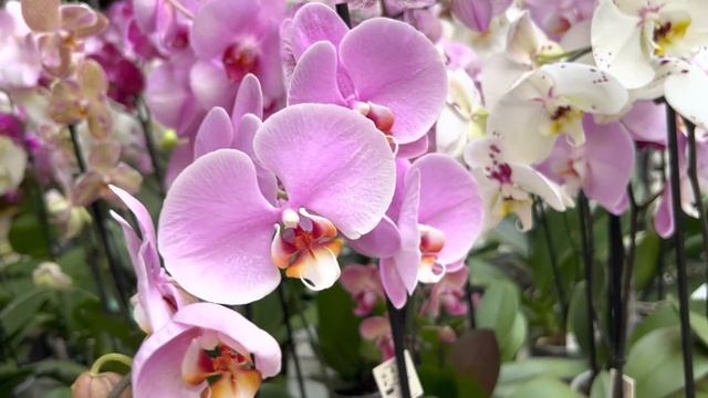 Обзор Орхидей ! Просто заглядение (Одесса садовый центр) смотреть онлайн
