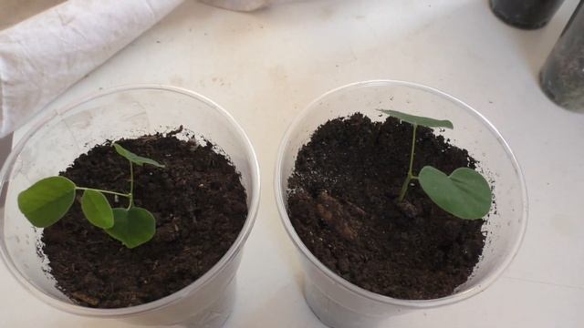 Амурская акация (Маакия амурская) выращиваем из семян. Этап 2. смотреть онлайн