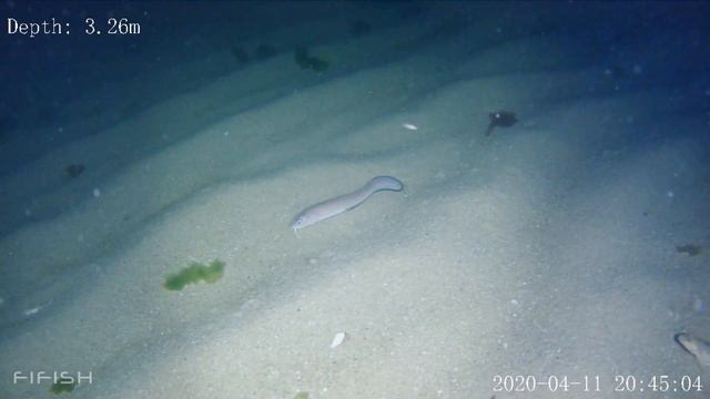 Одесса. Подводные обитатели Чёрного моря(1) смотреть онлайн