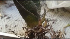 Gasteria carinata Pianta Succulenta