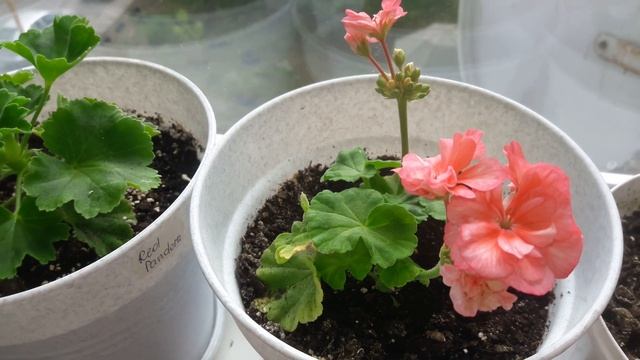 Пеларгонии на балконе в конце сентября? 25.09.21 смотреть онлайн