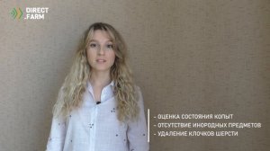 Обрезка копыт коров