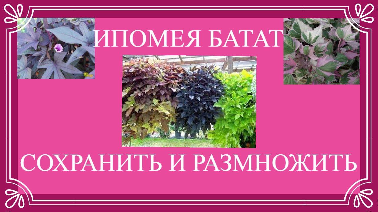 Ипомея батат.Подготовка к зимовке.Мой способ сохранения . Черенкование и укоренение ипомеи.