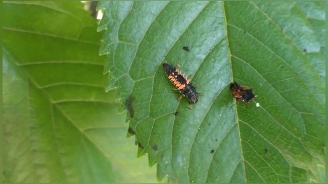 Бóжьи корóвки, или кокцинелли́ды: повадки, описание, личинки, образ, приметы. Апрель - июль 2023. смотреть онлайн