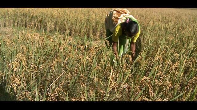 Geographical Indication Tag (GIT) इस प्रकार पहुंचा रहा है किसानों व कामगारों को लाभ.... смотреть онлайн