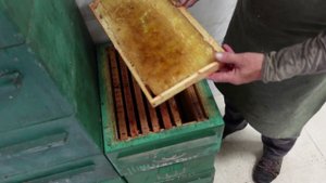 борьба с восковой молью 70% уксусной кислотой