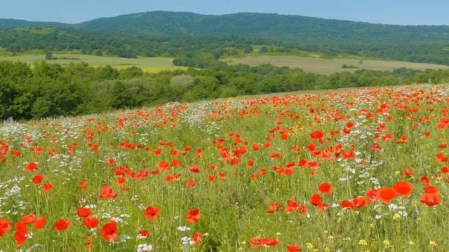 Медитация талантов и способностей для женщин: Элетерия моих сокровищ смотреть онлайн