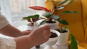 Высаживаю в субстрат филодендрон ИМПЕРИАЛ РЕД🪴