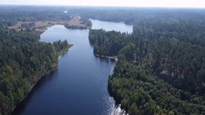 Озеро Бобровское. Ленинградская область.#бобровскоеозеро