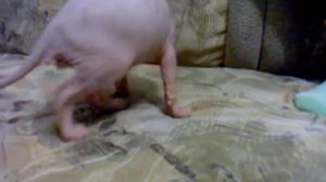 лысый, розовый кот