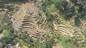 Bali - Tegalalang Rice Terrace / Бали - Тегалаганг Рисовые террасы