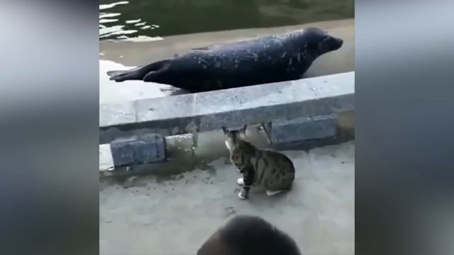 Самые смешные Приколы ??? #17 \ Смешные видео 2021-2022 смотреть онлайн