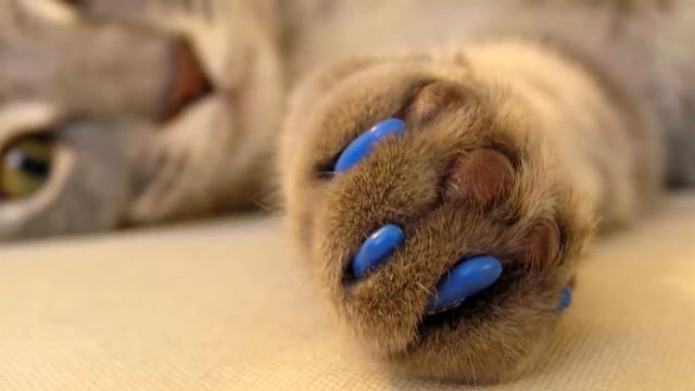 ЧТО НЕЛЬЗЯ делать при уходе за кошкой смотреть онлайн