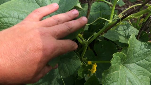 Огурцы 🥒