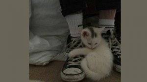 BAVKON - ведьмы (speed up) //На ветру белое платье// 1 часовая версия.