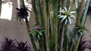 Bromeliad Garden in a Delray Beach, Florida, Landscape