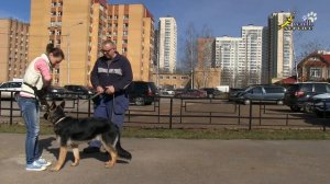 Как научить собаку приносить палку, подзыв в помощь обучению апортировке