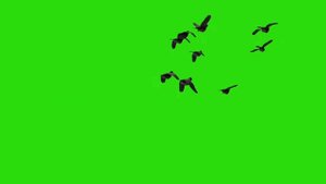 Птицы на зеленом фоне Green sceen birds