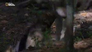 ВОЛК  против МЕДВЕДЯ