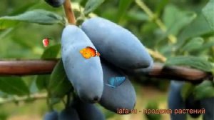 Жимолость съедобная Альтаир (lonicera edulis alaska) ? обзор: как сажать, саженцы жимолости Альтаир