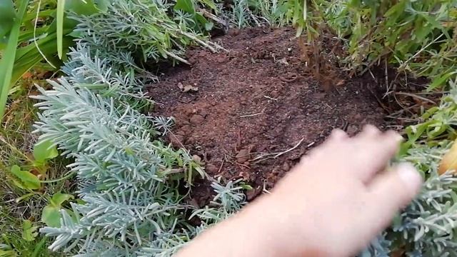 Размножение лаванды методом окучивания осенью и весной.