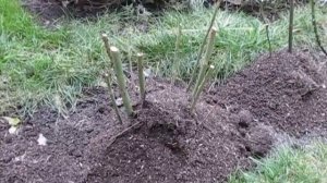 РОЗЫ. Укрытие чайно-гибридных роз на зиму. Как укрывать розы.