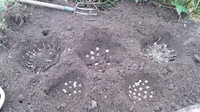 Поздняя посадка луковичных. смотреть онлайн