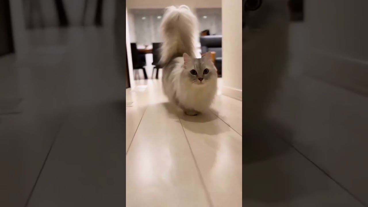 Cute pets #shorts  #cat #funny #pets #memes #cute #animals #funnycats #funnyanimals #catlover