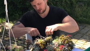 Обрезка садиков из суккулентов для сохранения красивой формы