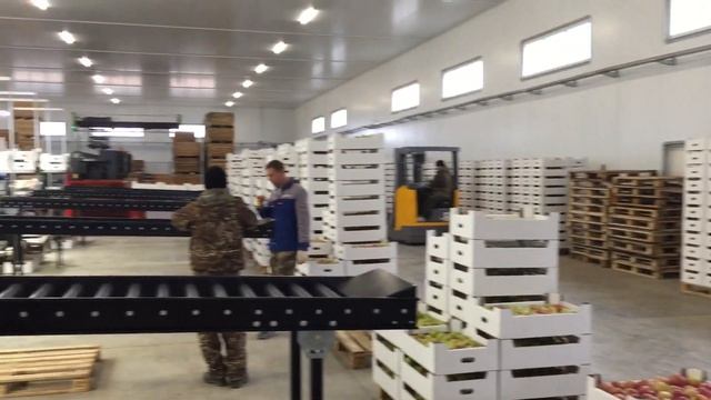 Яблоко ? Джонапринц Продажа 1 сорт 60 руб с НДС 2 сорт 50 руб с НДС смотреть онлайн