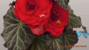 Бегония вечноцветущая Скарлет (scarlett) ? обзор: как сажать, семена бегонии Скарлет