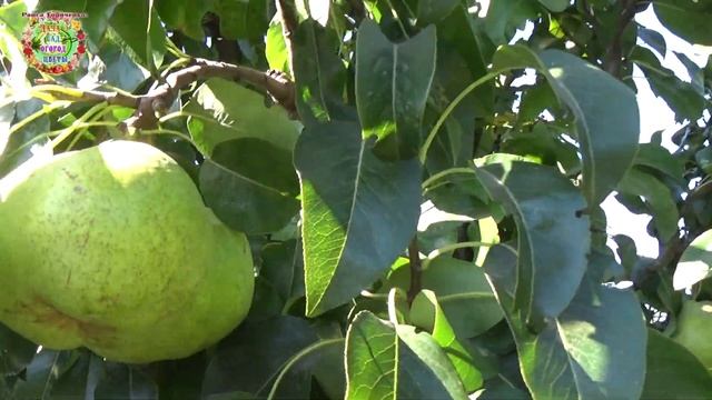 А Вы какие колоновидные груши выращиваете в своём саду? Галловый клещ чем победили? Ответы на вопро смотреть онлайн