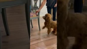 Дрессировка собак / Мальтипу и немецкая овчарка