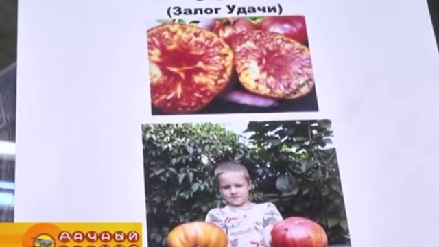 Новый способ посадки пеларгонии на рассаду смотреть онлайн