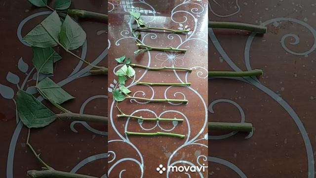 Укореняю черенки розы из букета