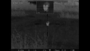 Охота на лис с 22lr / Fox hunting with 22lr