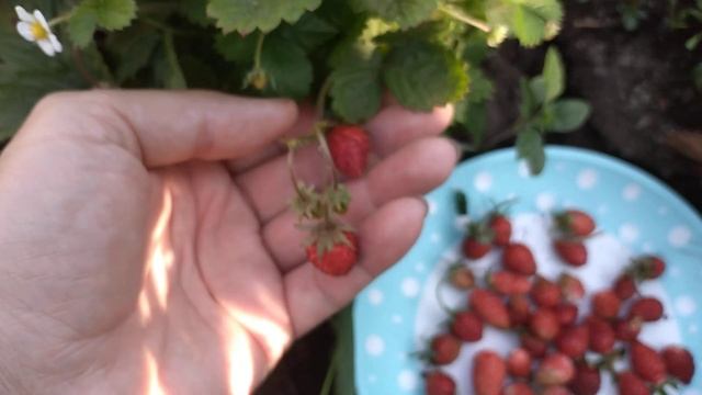 ЗЕМЛЯНИКА ИЗ СЕМЯН выросла ЗА 4 МЕСЯЦА