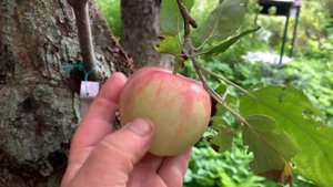 Что такое испытательная веточка на дереве?