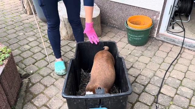 собака ловит мышь 🐭🐶 Бостон Терьер