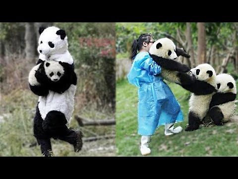 Попробуй не засмеяться | забавное видео с пандой