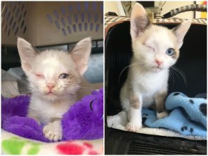 Одноглазая кошечка прижимала к себе крохотного брата, пугливо смотря на людей.