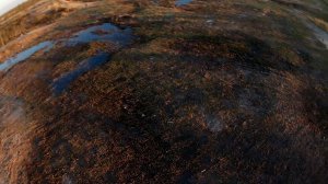 безжалостная инерция - как меня занесло в дерево