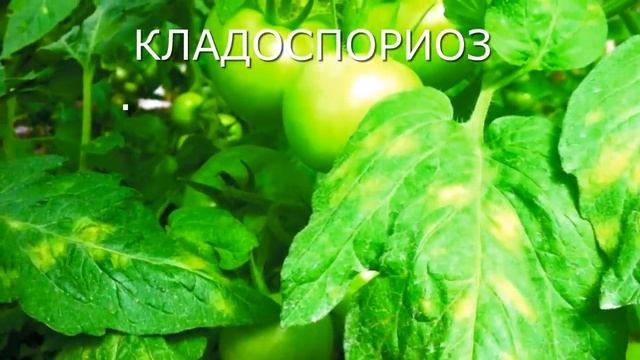 КЛАДОСПОРИОЗ. Берегите урожай.