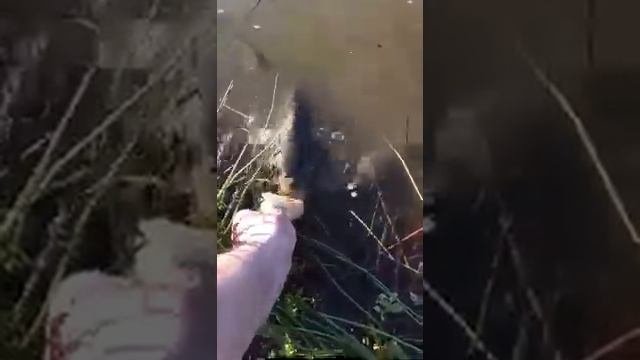 Ловля огромных карпов 10,15,17,кг руками)))