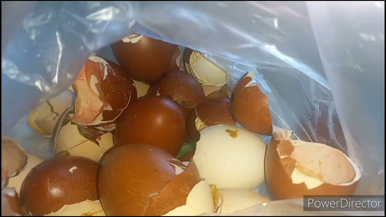 Вывод цыплят))) смотреть онлайн