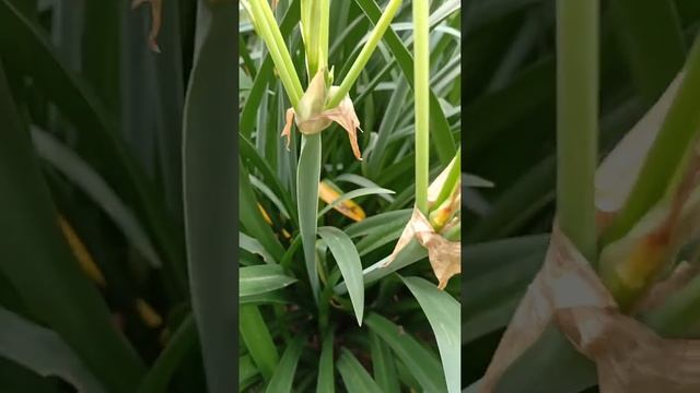 #Spiderlily?️?️ #Hymenocallis #Ornamental